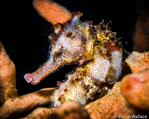 Sea horse in Lembeh.  It was lodging with a hairy frog fi... by Elaine Wallace 